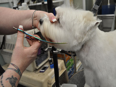 Pet Westie Trim